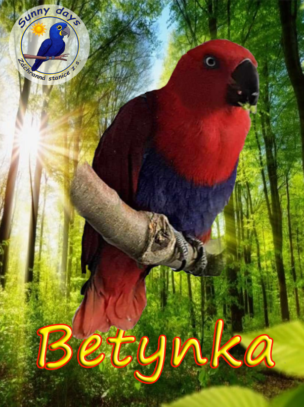 Staň se patronem Betynky