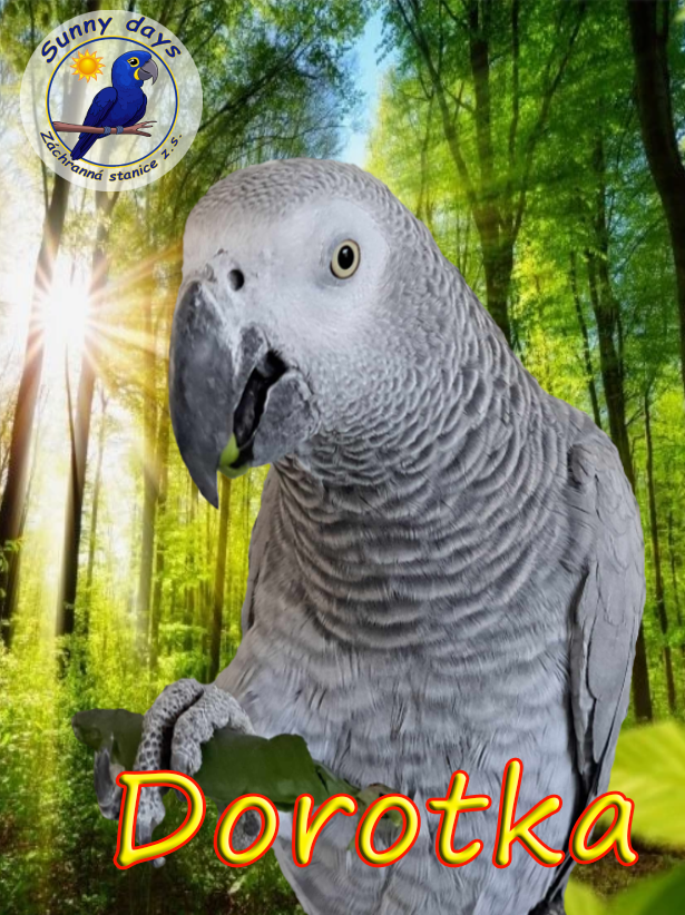 Staň se patronem Dorotky