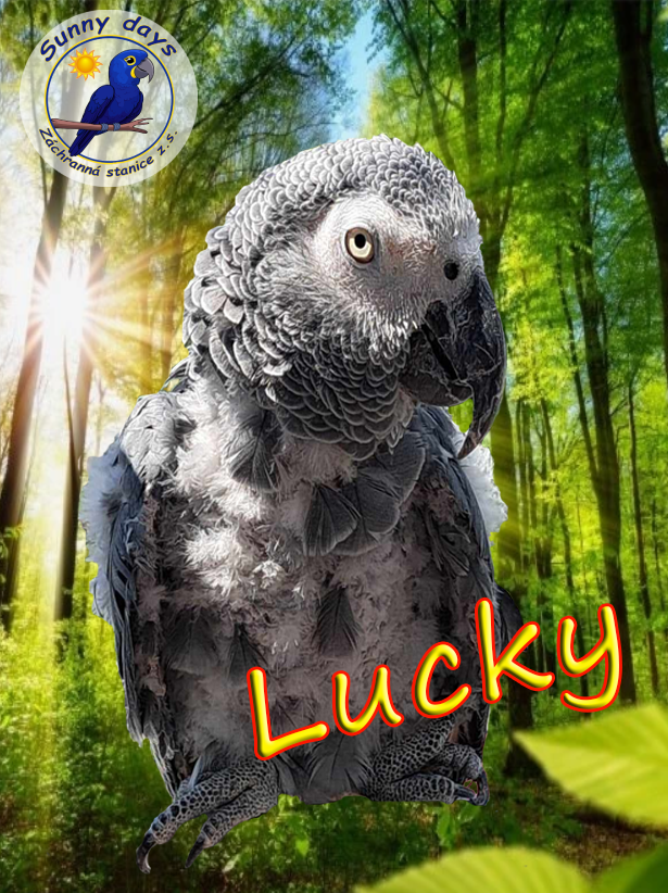 Staň se patronem Luckyho