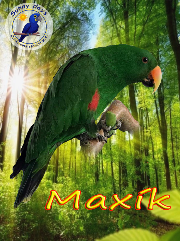 Staň se patronem Maxíka