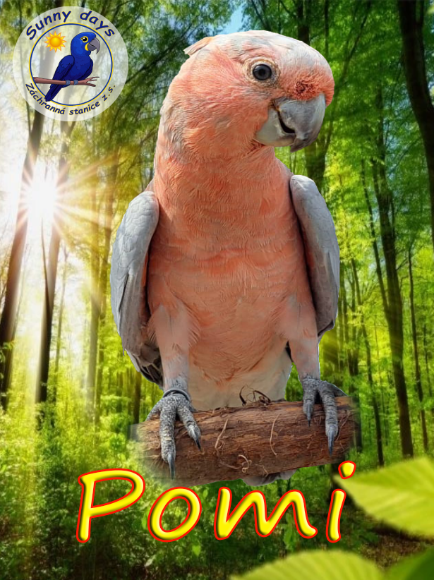 Staň se patronem Pominky
