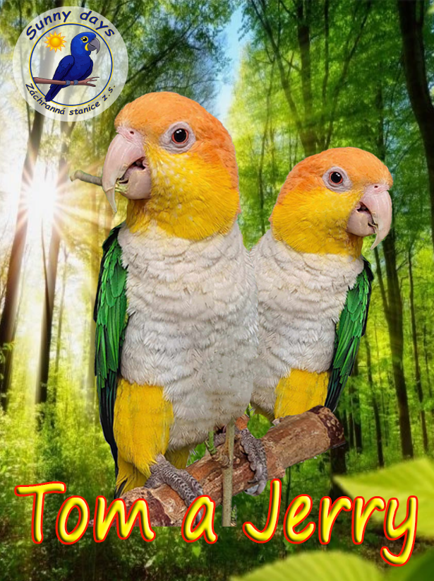 Staň se patronem Toma a Jerryho