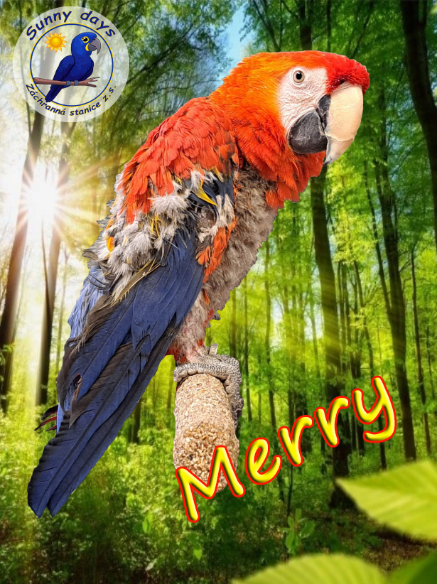 Staň se patronem Merry